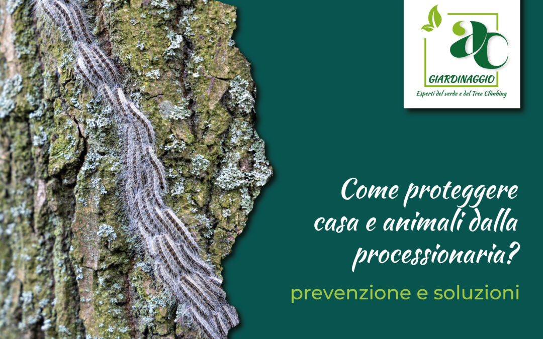 Processionaria a Catania. Come eliminarla