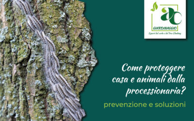 Processionaria a Catania. Come eliminarla