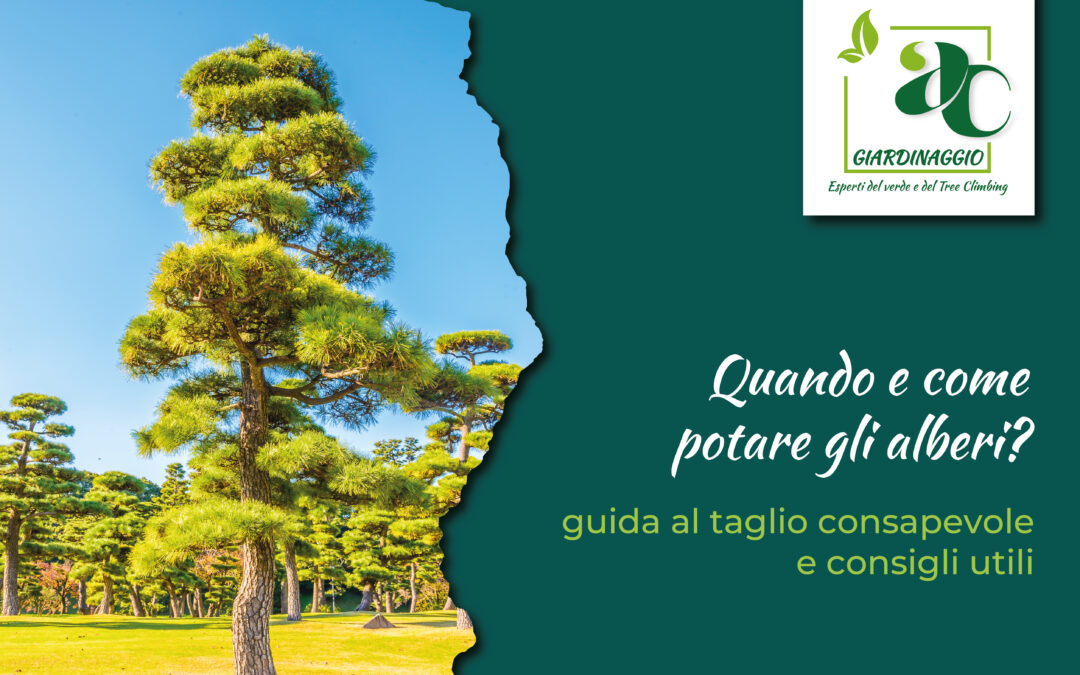 L’arte di educare i rami: guida alla potatura consapevole a Catania e provincia