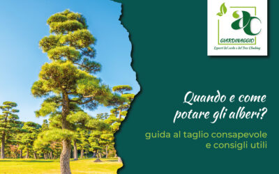 L’arte di educare i rami: guida alla potatura consapevole a Catania e provincia