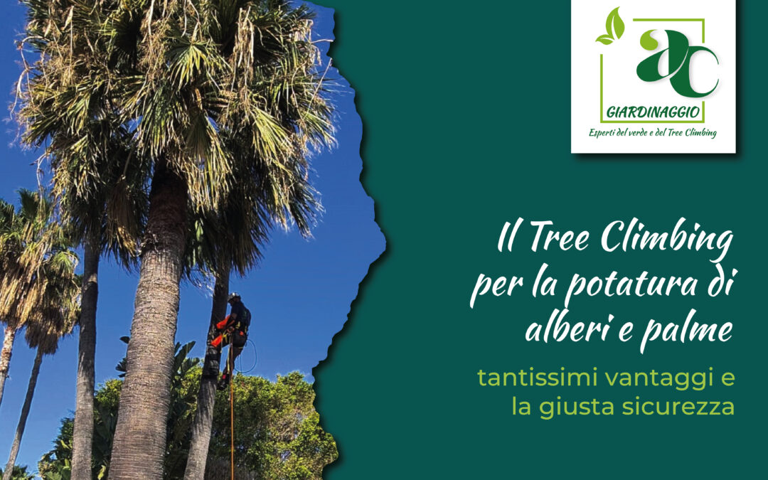 Salire in Alto per guardare lontano: la magia e la tecnica del Treeclimbing a Catania e provincia