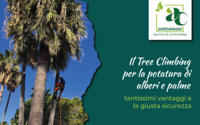 Salire in Alto per guardare lontano: la magia e la tecnica del Treeclimbing a Catania e provincia